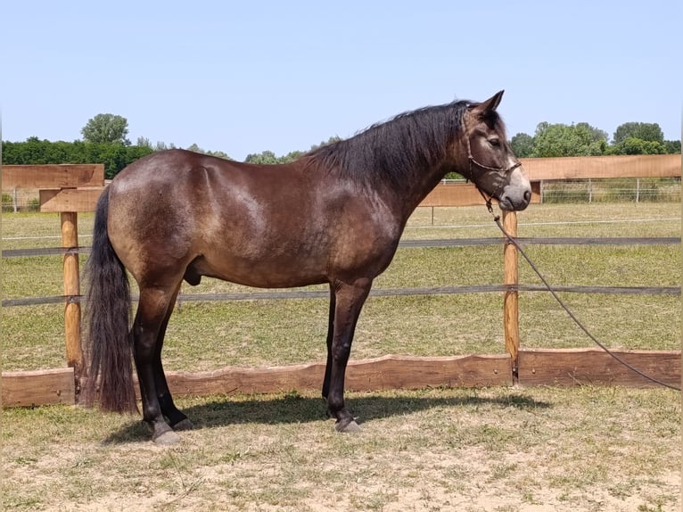Mangalarga Marchador Wallach 5 Jahre 154 cm Buckskin in &#xDA;jvarfalva