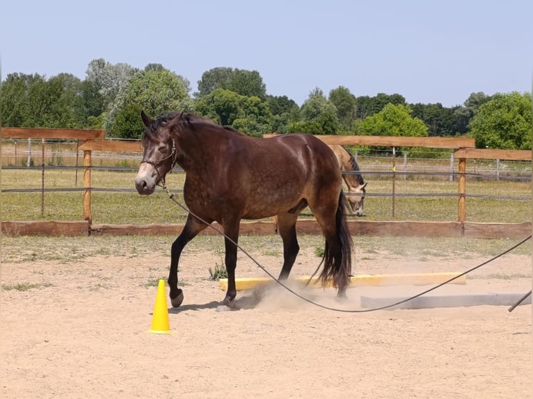 Mangalarga Marchador Wallach 5 Jahre 154 cm Buckskin in &#xDA;jvarfalva