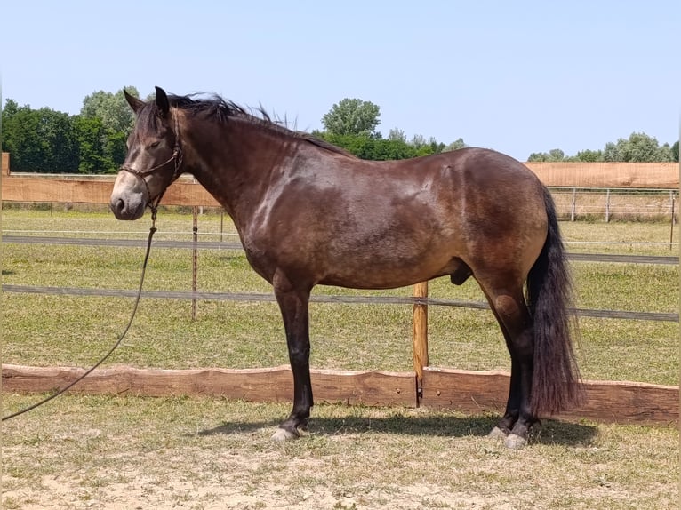 Mangalarga Marchador Wallach 5 Jahre 154 cm Buckskin in &#xDA;jvarfalva