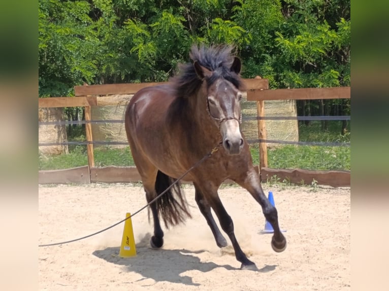 Mangalarga Marchador Wallach 5 Jahre 154 cm Buckskin in &#xDA;jvarfalva