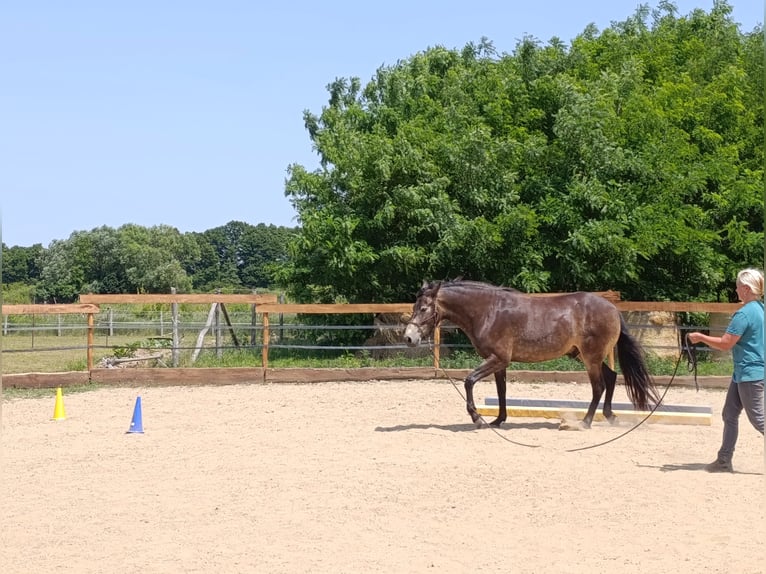 Mangalarga Marchador Wallach 5 Jahre 154 cm Buckskin in &#xDA;jvarfalva