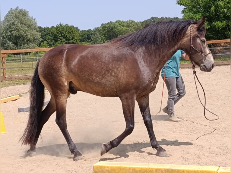 Mangalarga Marchador Wallach 5 Jahre 154 cm Buckskin in &#xDA;jvarfalva