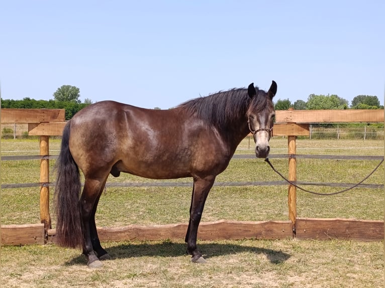 Mangalarga Marchador Wallach 5 Jahre 154 cm Buckskin in &#xDA;jvarfalva