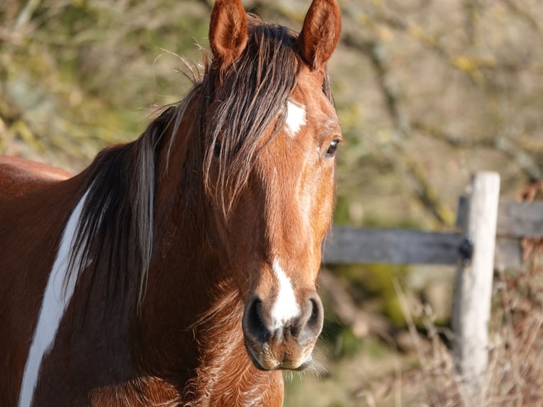 Mangalarga Marchador Wallach 5 Jahre 160 cm Tobiano-alle-Farben in Bad Hersfeld