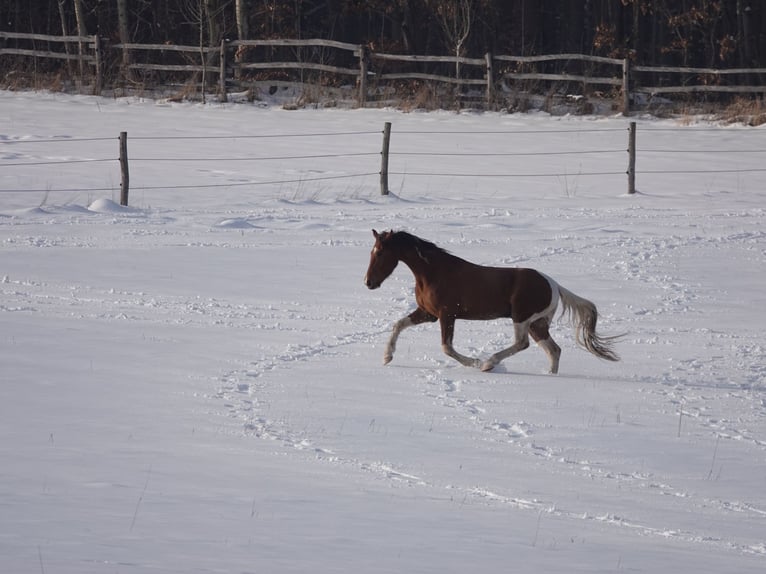 Mangalarga Marchador Wallach 5 Jahre 160 cm Tobiano-alle-Farben in Bad Hersfeld
