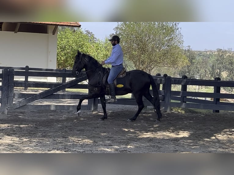 Mangalarga Marchador Wallach 6 Jahre 152 cm Rappe in Mörlenbach