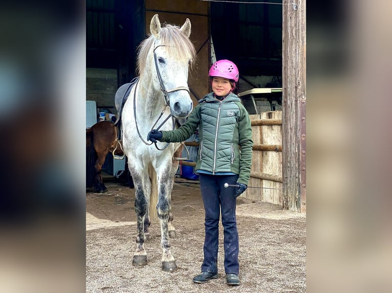 Mangalarga Marchador Wallach 8 Jahre 154 cm Apfelschimmel in Königswinter