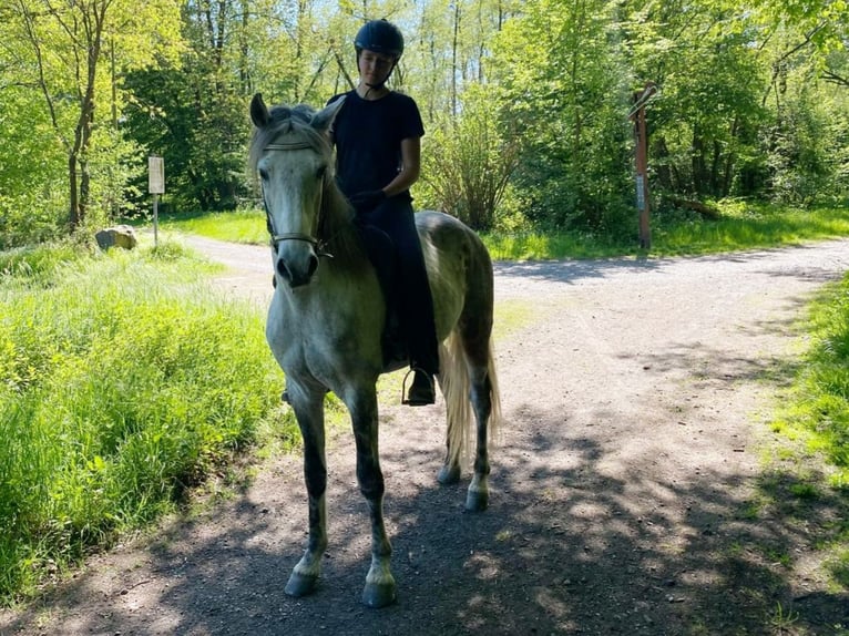 Mangalarga Marchador Wallach 8 Jahre 154 cm Apfelschimmel in Königswinter