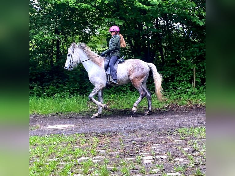 Mangalarga Marchador Wallach 8 Jahre 154 cm Apfelschimmel in Königswinter