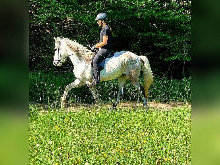 Mangalarga Marchador Wallach 8 Jahre 154 cm Apfelschimmel in Königswinter