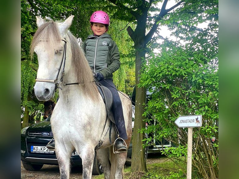 Mangalarga Marchador Wallach 8 Jahre 154 cm Apfelschimmel in Königswinter