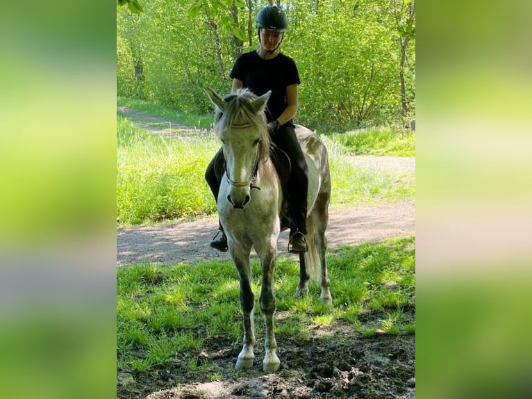 Mangalarga Marchador Wallach 8 Jahre 154 cm Apfelschimmel in Königswinter