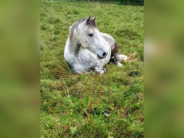Mangalarga Marchador Wallach 8 Jahre 154 cm Apfelschimmel in Königswinter