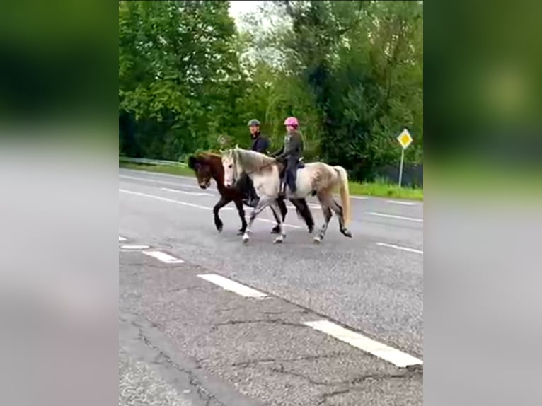 Mangalarga Marchador Wallach 8 Jahre 154 cm Apfelschimmel in Königswinter