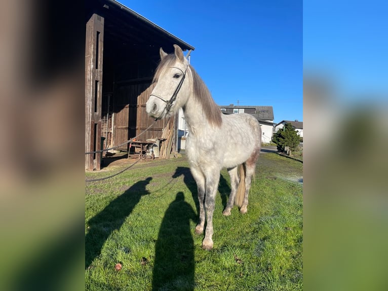 Mangalarga Marchador Wallach 8 Jahre 154 cm Apfelschimmel in Königswinter
