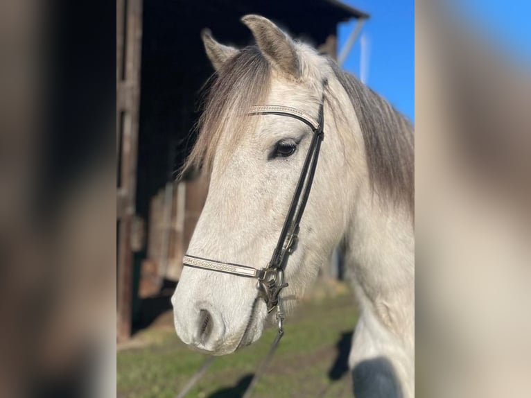 Mangalarga Marchador Wallach 8 Jahre 154 cm Apfelschimmel in Königswinter