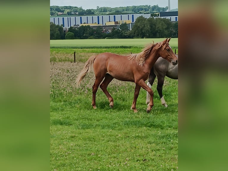 Mangalarga Marchador Wallach 8 Jahre 156 cm Rappe in ghislenghien