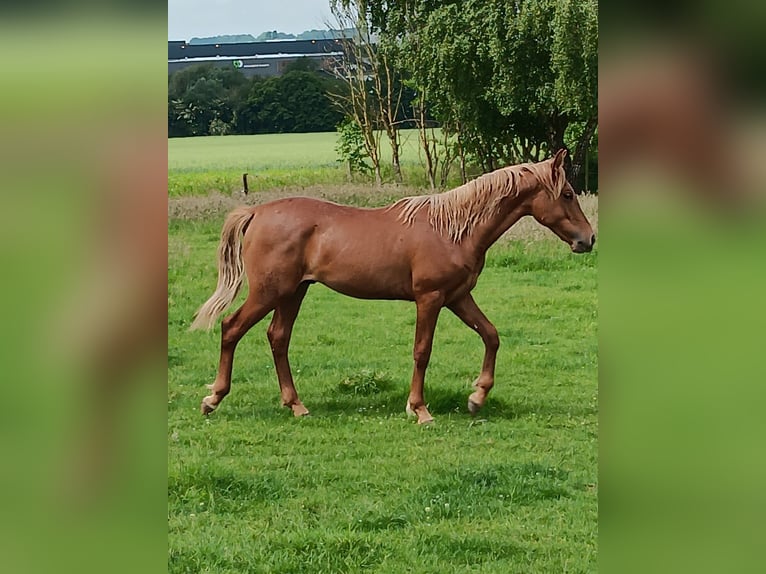 Mangalarga Marchador Wallach 8 Jahre 156 cm Rappe in ghislenghien