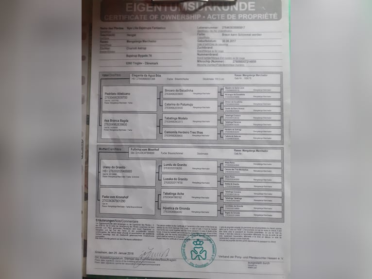 Mangalarga Marchador Wallach 9 Jahre 154 cm Schimmel in Bad Münstereifel