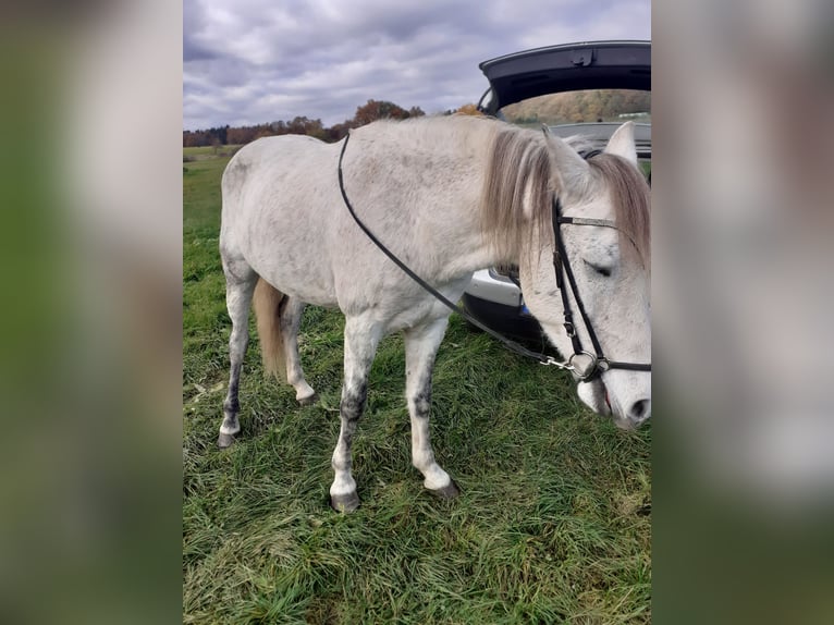 Mangalarga Marchador Wallach 9 Jahre 154 cm Schimmel in Bad Münstereifel