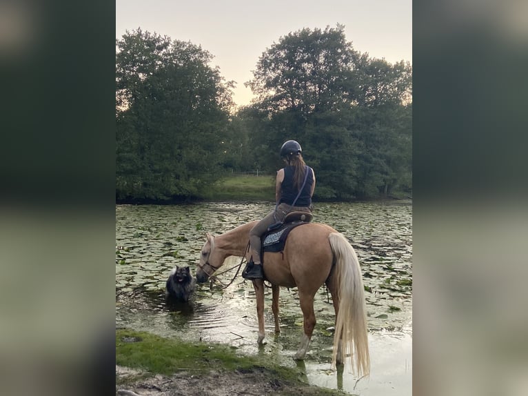 Mangalarga Marchador Yegua 14 años 155 cm Palomino in Hennef