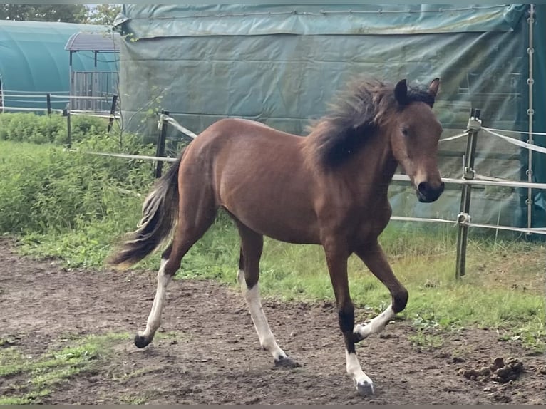 Mangalarga Marchador Yegua 2 años 152 cm Pío in Neuenkirchen