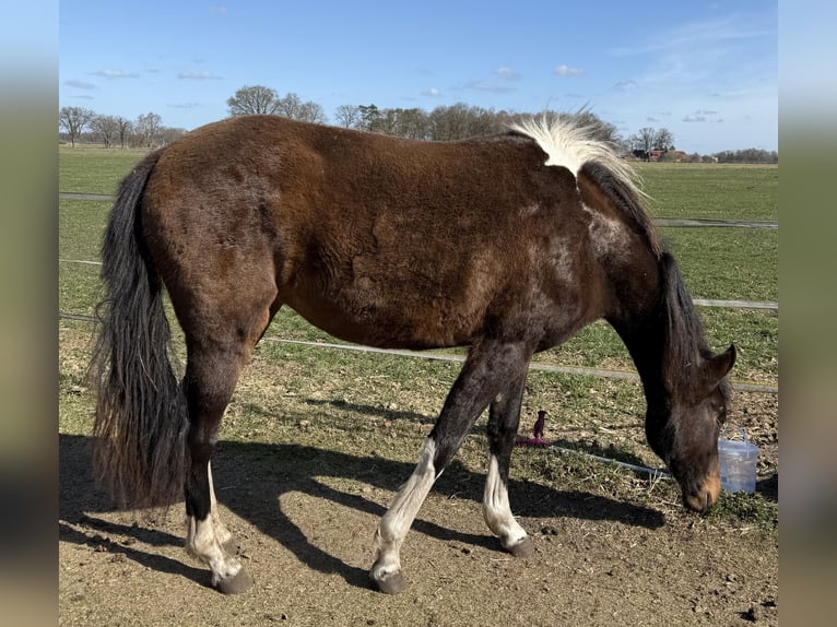 Mangalarga Marchador Yegua 2 años 155 cm Pío in Neuenkirchen