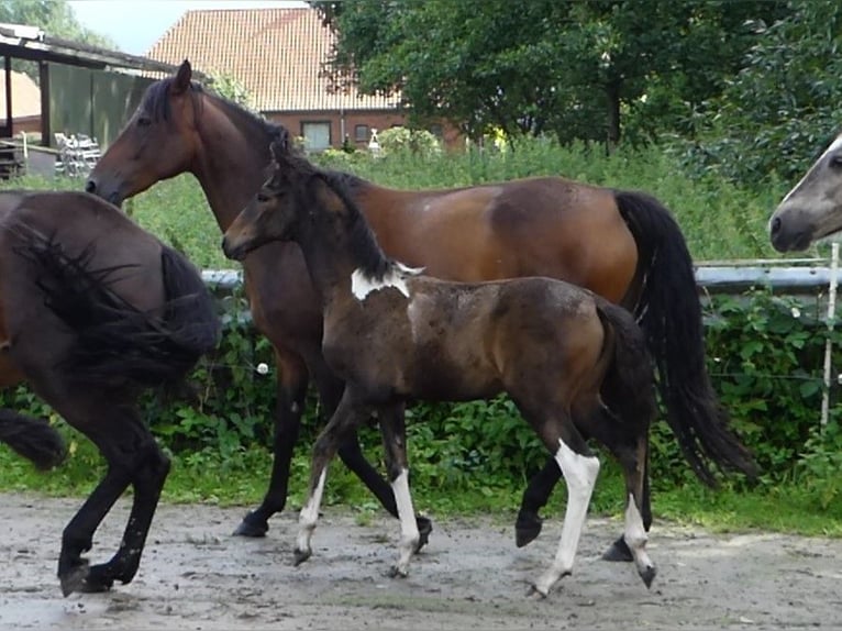 Mangalarga Marchador Yegua 2 años 155 cm Pío in Neuenkirchen