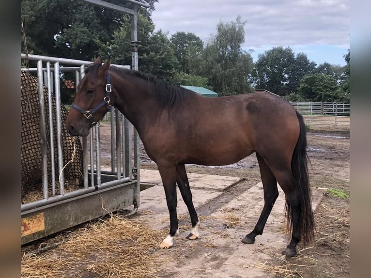 Mangalarga Marchador Yegua 3 años 153 cm Castaño in Neuenkirchen