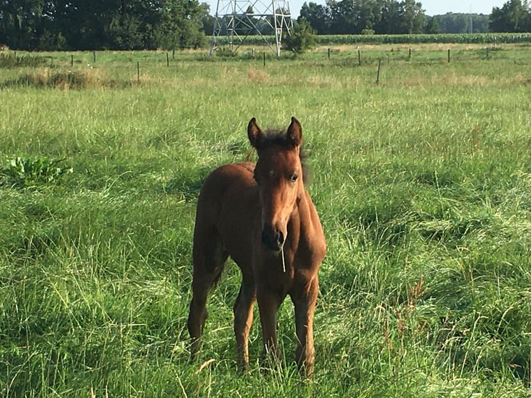 Mangalarga Marchador Yegua 3 años 153 cm Castaño in Neuenkirchen
