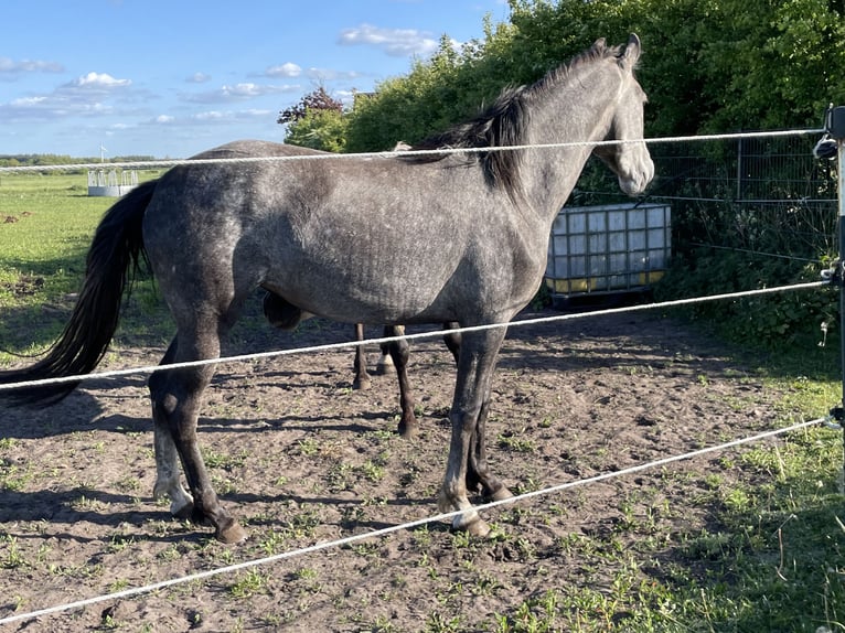 Mangalarga Marchador Yegua 4 años 151 cm Tordo rodado in Skærbæk