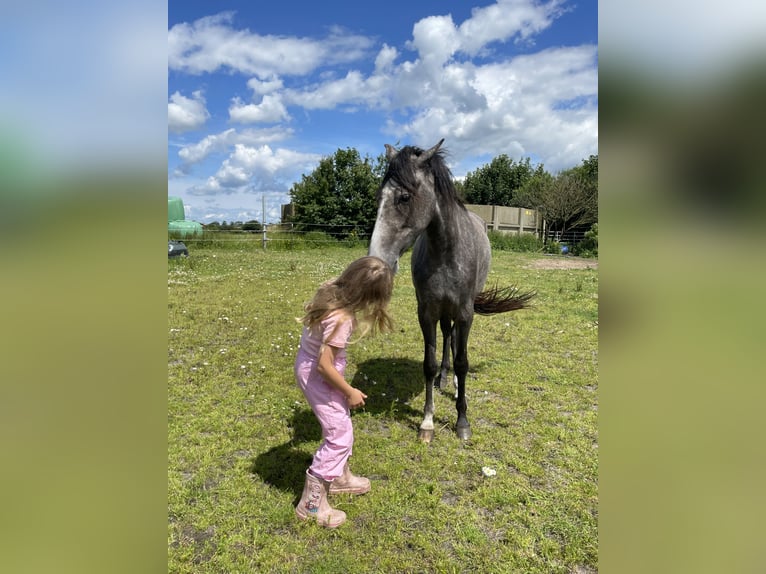 Mangalarga Marchador Yegua 4 años 151 cm Tordo rodado in Skærbæk
