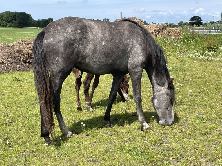 Mangalarga Marchador Yegua 4 años 151 cm Tordo rodado in Skærbæk