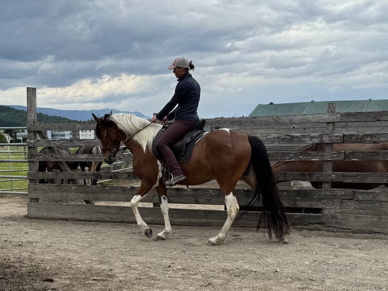 Mangalarga Marchador Yegua 5 años 152 cm Pío in Diessbach