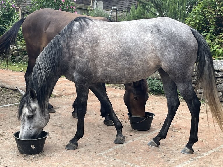 Mangalarga Marchador Yegua 7 años 150 cm Tordo picazo in Belmont sur Yverdon