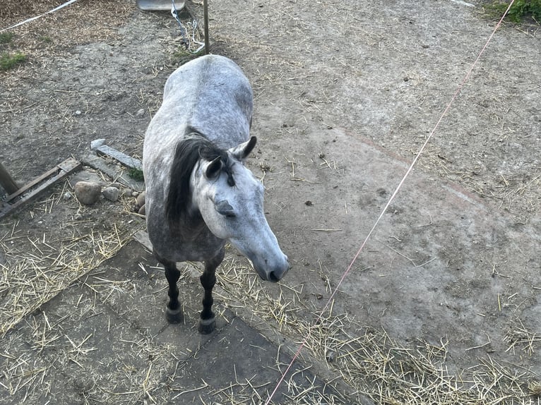 Mangalarga Marchador Yegua 8 años 149 cm Tordo picazo in Belmont-sur-Yverdon