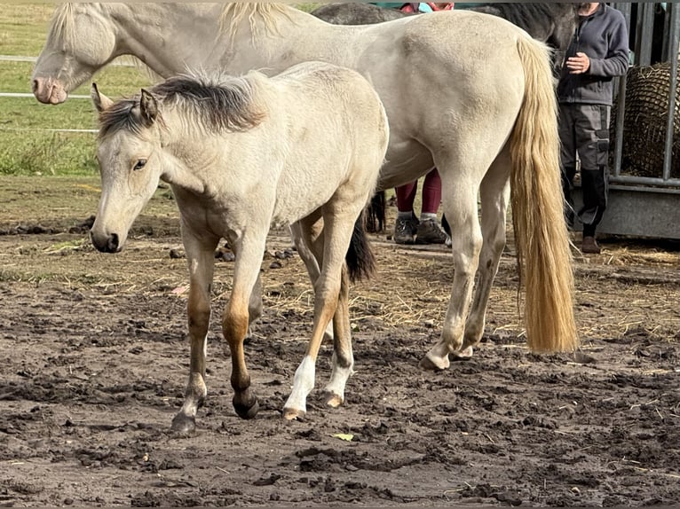Mangalarga Marchador Yegua Potro (04/2025) 153 cm Buckskin/Bayo in Neuenkirchen