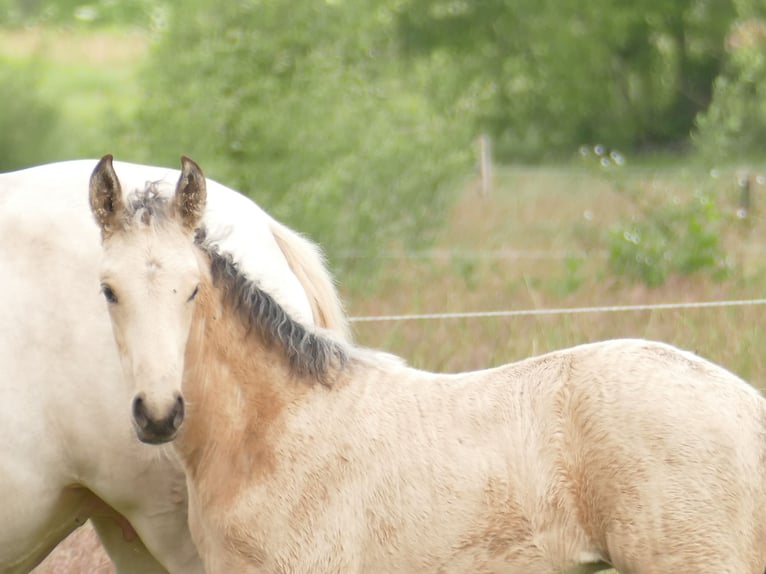 Mangalarga Marchador Yegua Potro (04/2025) 153 cm Buckskin/Bayo in Neuenkirchen