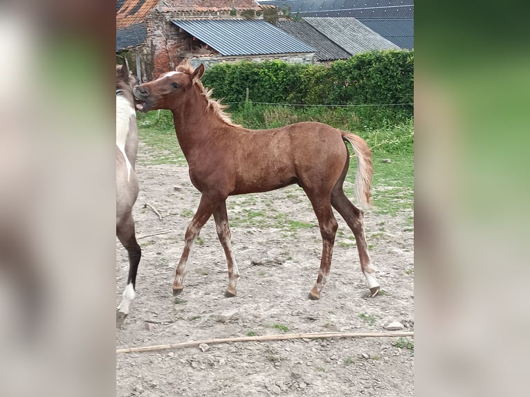 Mangalarga Stallone 2 Anni 155 cm Baio chiaro in Ghislenghien