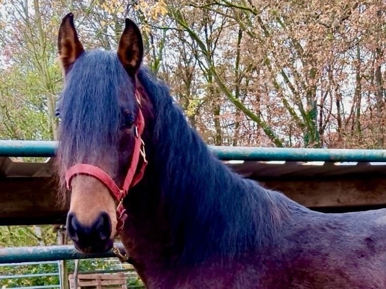 Mangalarga Mix Stallone 3 Anni Baio in Morsbach