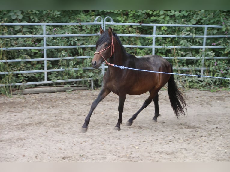 Mangalarga Mix Stallone 3 Anni Baio in Morsbach