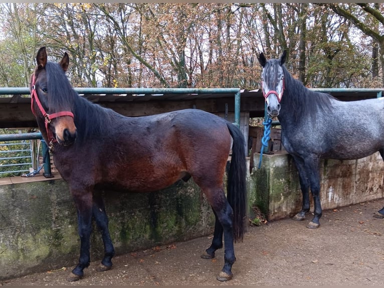 Mangalarga Mix Stallone 3 Anni Baio in Morsbach