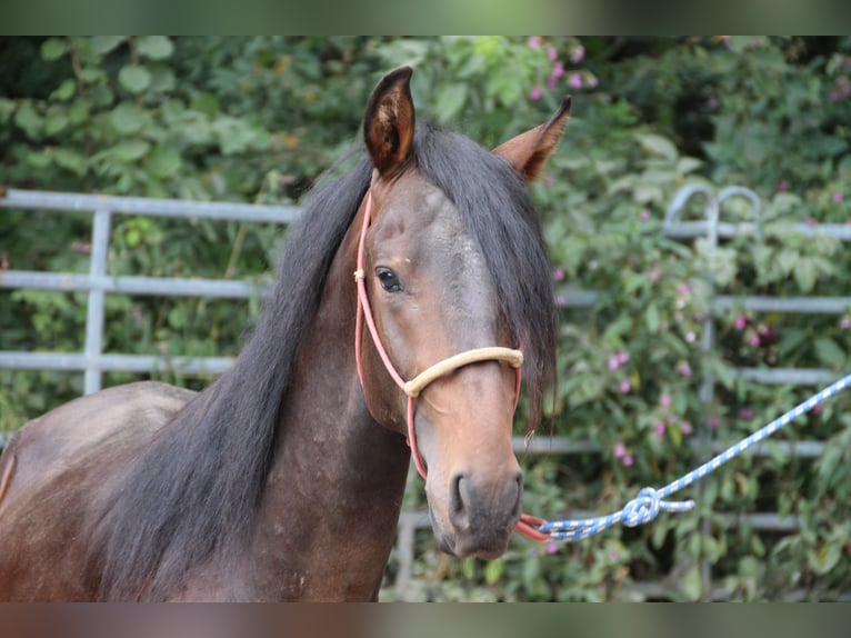 Mangalarga Mix Stallone 3 Anni Baio in Morsbach