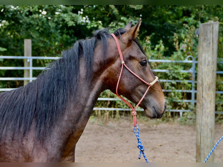 Mangalarga Mix Stallone 3 Anni Baio in Morsbach