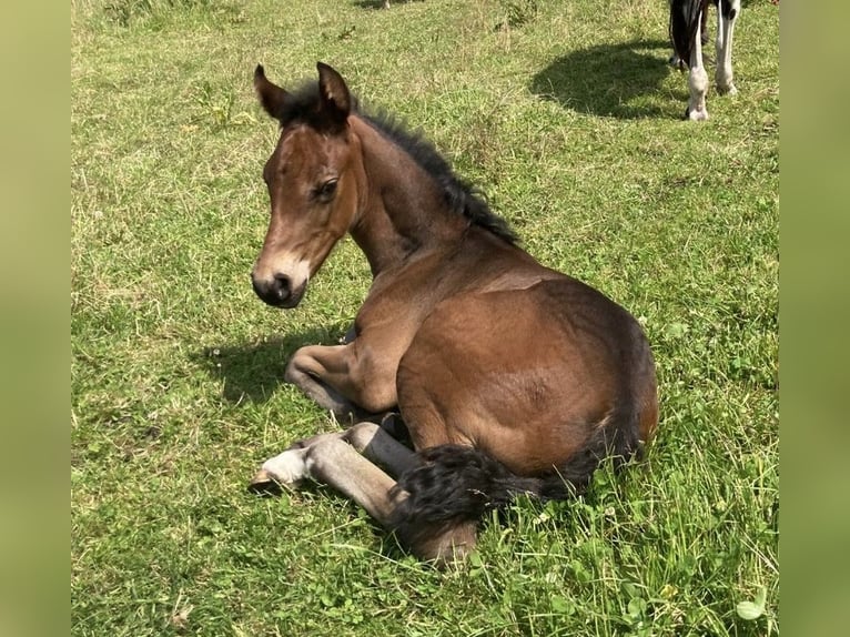 Mangalarga Stallone Puledri (05/2025) 153 cm Baio scuro in Neuenkirchen