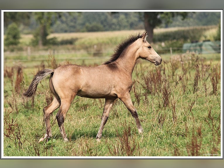 Mangalarga Stallone Puledri (05/2026) 155 cm Pelle di daino in Neuenkirchen