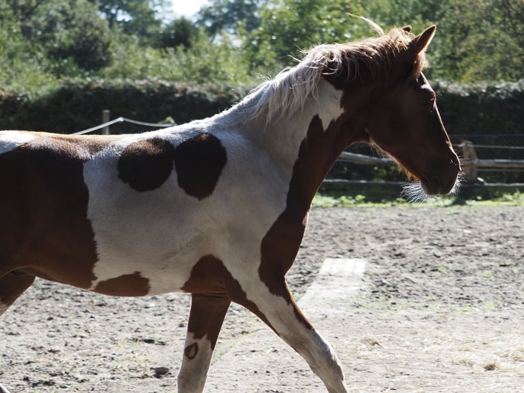 Mangalarga Stallone Puledri (03/2026) 156 cm Pezzato in Welle