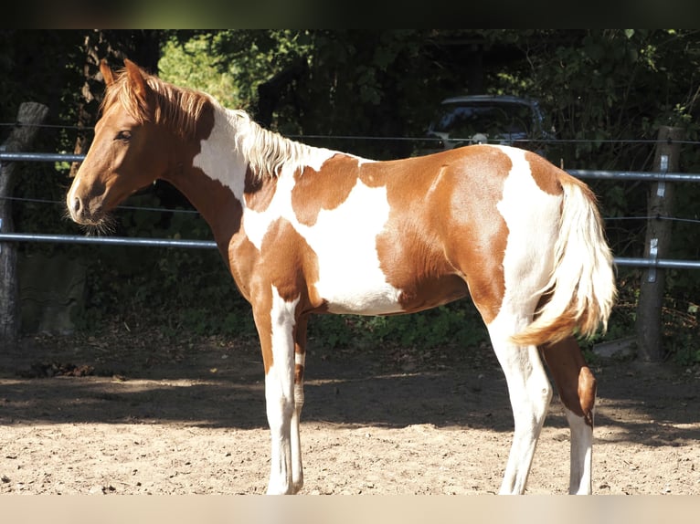 Mangalarga Stallone Puledri (03/2026) 156 cm Pezzato in Welle