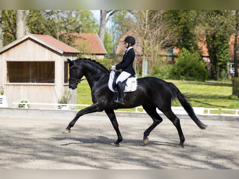 MARACANÁ Westphalian Stallion Black in Werder