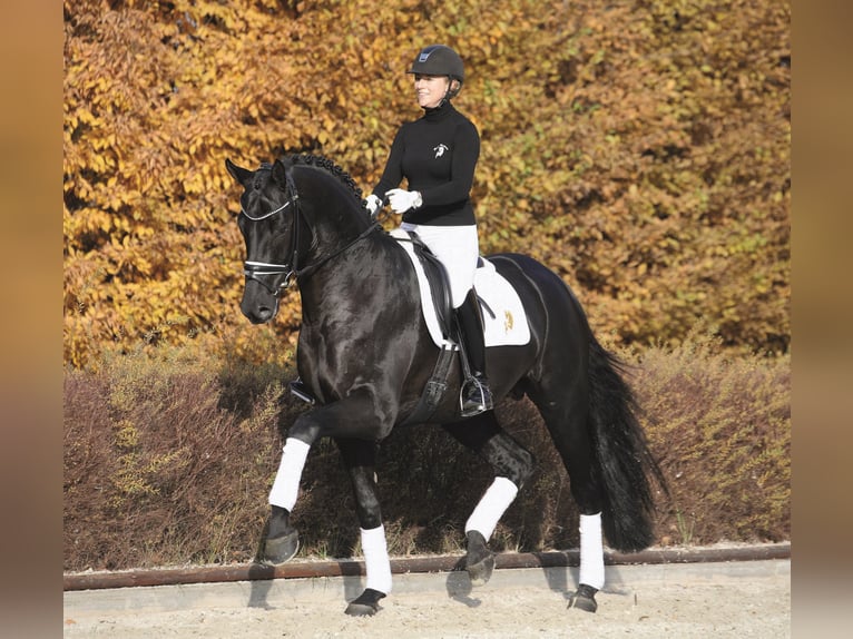 MARACANÁ Westphalian Stallion Black in Werder